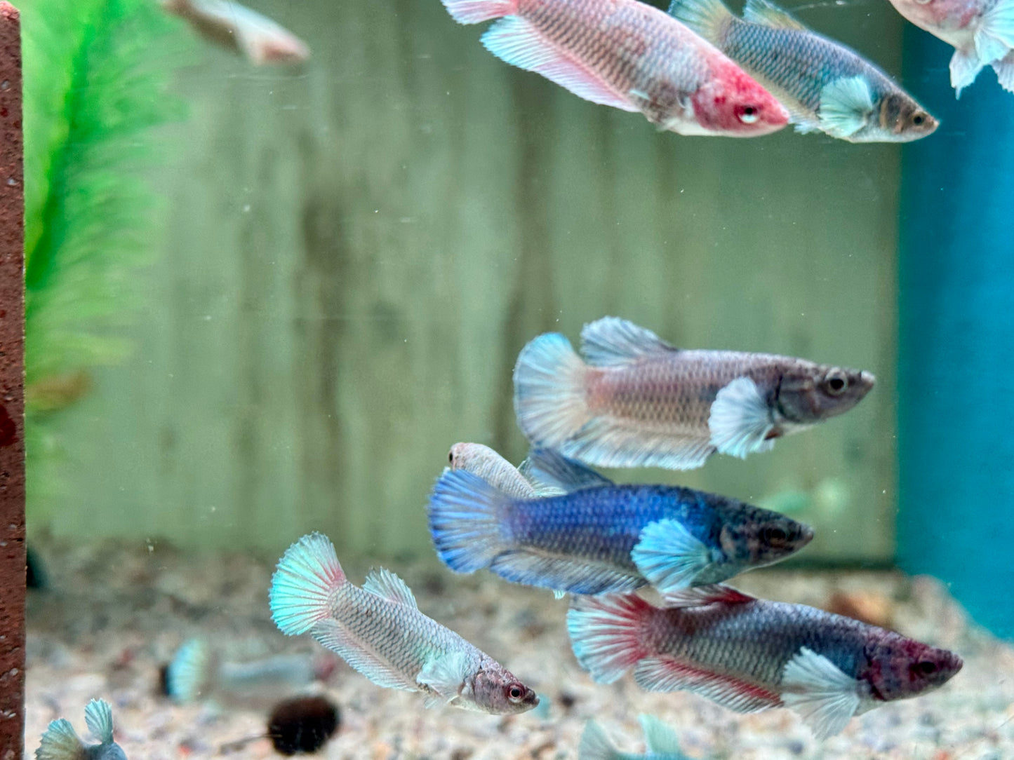 Kampffisch Dumbo Ear Betta splendens Weibchen