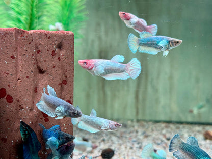 Kampffisch Dumbo Ear Betta splendens Weibchen