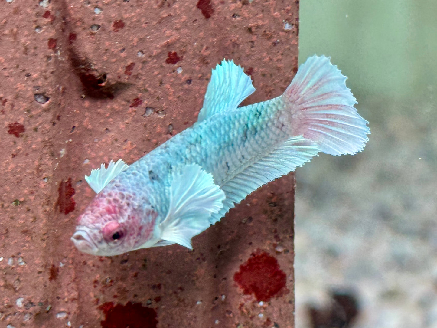 Kampffisch Dumbo Ear Betta splendens Weibchen