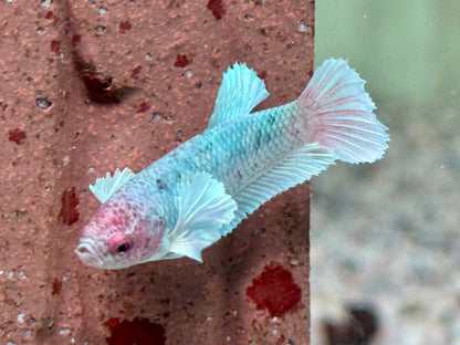 Kampffisch Dumbo Ear Betta splendens Weibchen