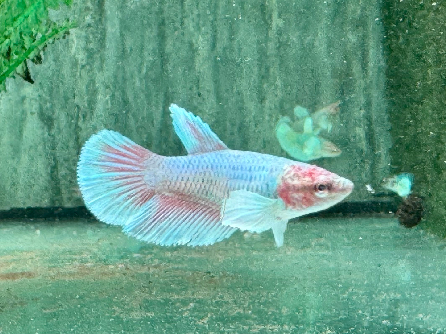 Kampffisch Dumbo Ear Betta splendens Weibchen