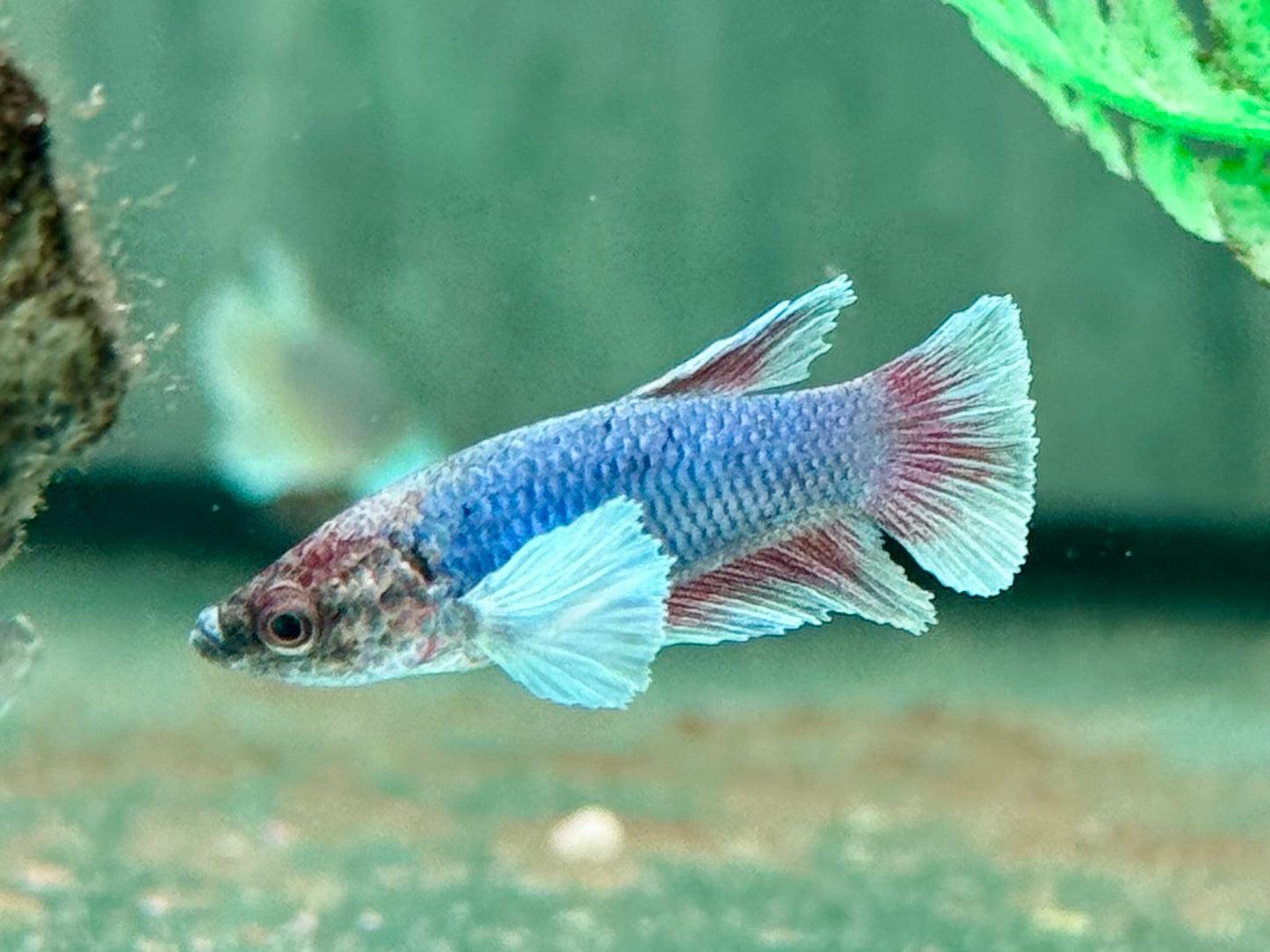 Kampffisch Dumbo Ear Betta splendens Weibchen