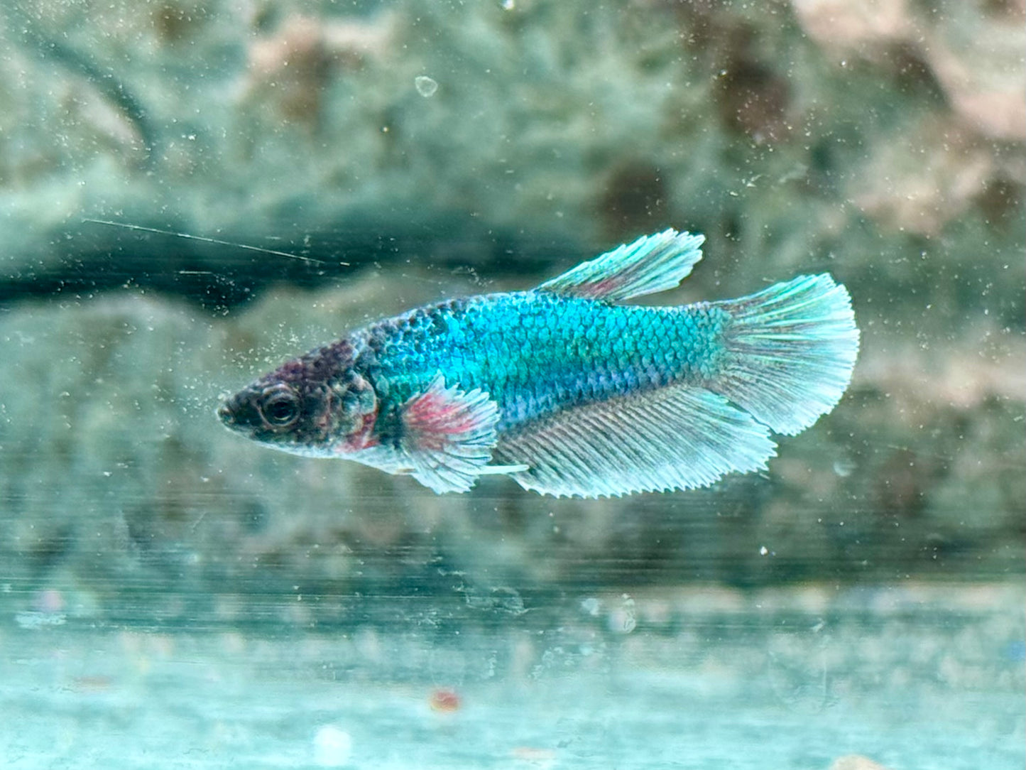 Kampffisch Dumbo Ear Betta splendens Weibchen