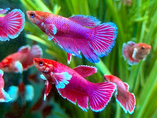 Kampffisch Dumbo Ear Betta splendens Weibchen