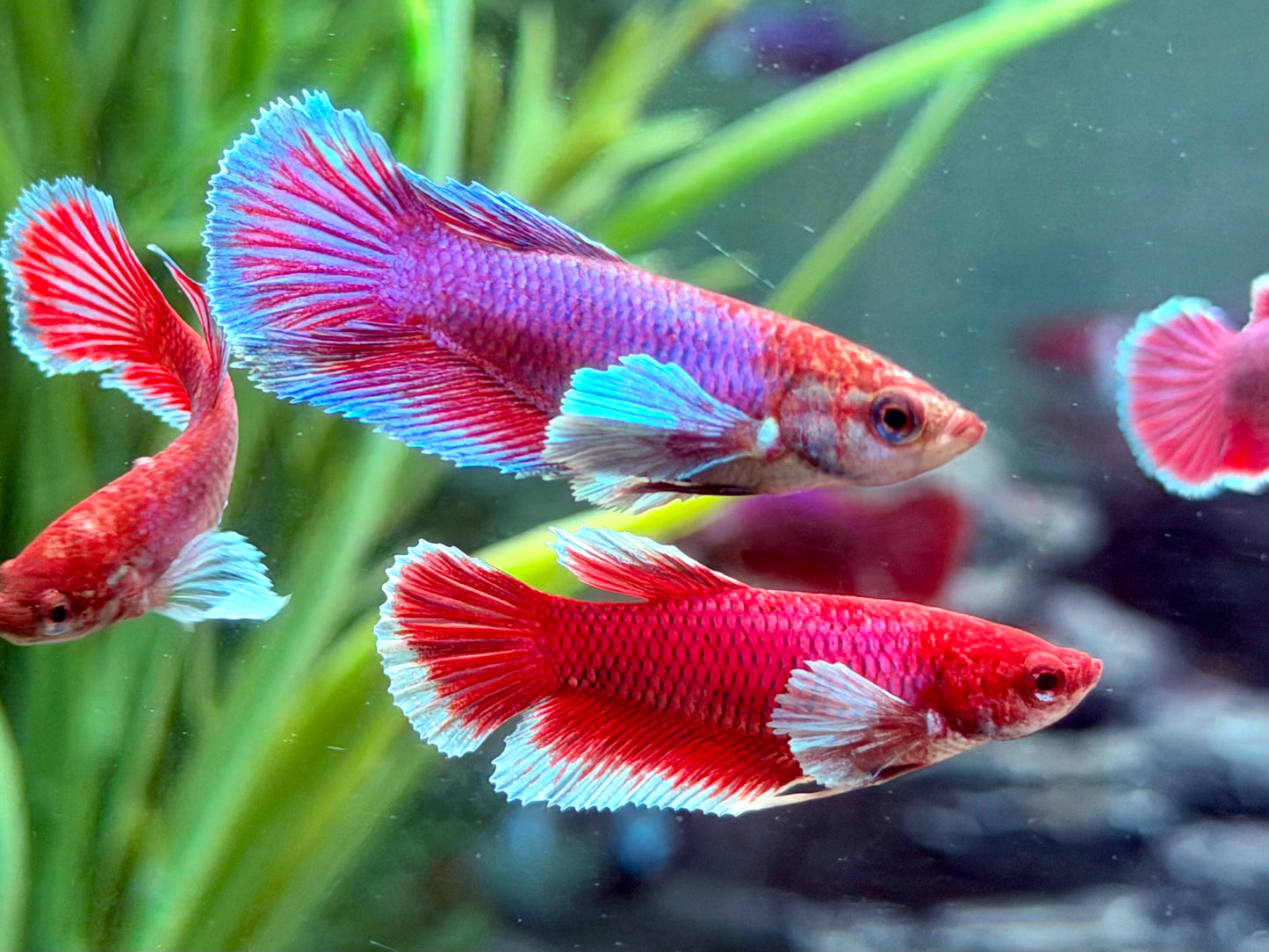 Kampffisch Dumbo Ear Betta splendens Weibchen