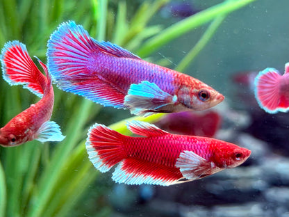 Kampffisch Dumbo Ear Betta splendens Weibchen