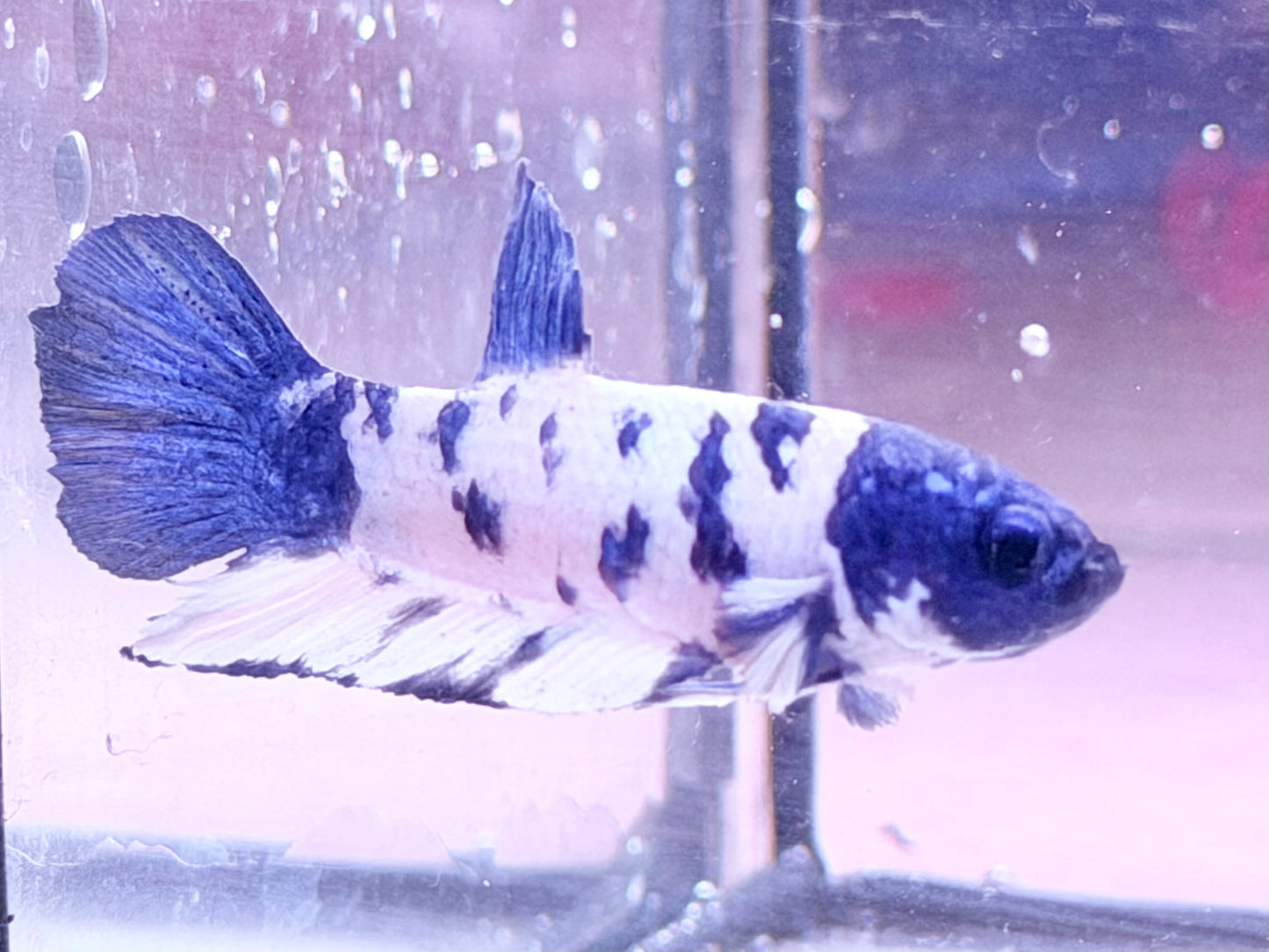 Kampffisch Plakat blue marble Betta splendens Männchen