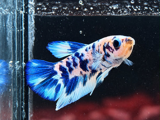 Kampffisch Plakat blue marble Betta splendens Männchen