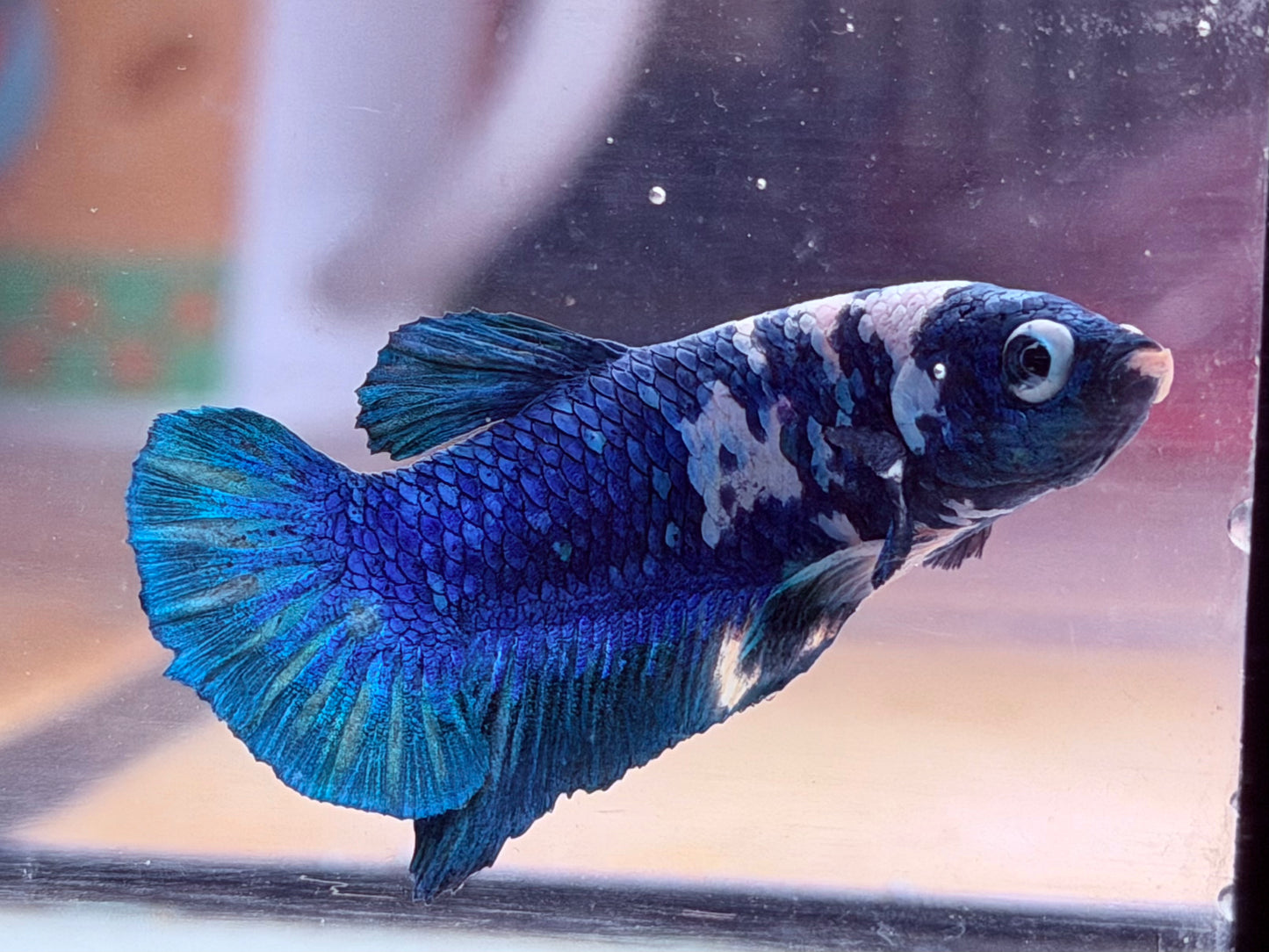 Kampffisch Plakat blue marble Betta splendens Männchen