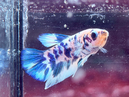 Kampffisch Plakat blue marble Betta splendens Männchen