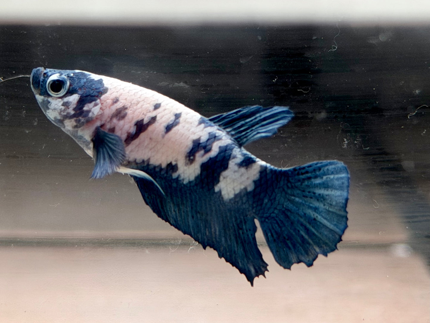 Kampffisch Plakat blue marble Betta splendens Männchen