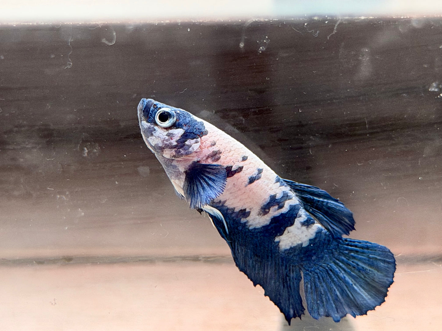 Kampffisch Plakat blue marble Betta splendens Männchen