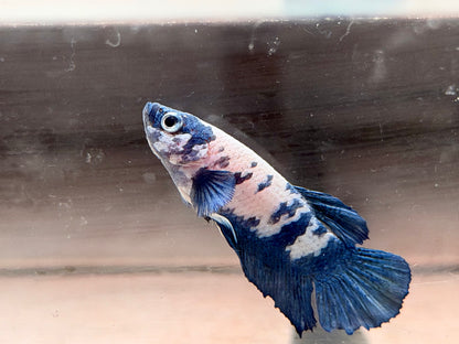 Kampffisch Plakat blue marble Betta splendens Männchen