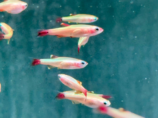 Kardinalfisch Gold Tanichthys albonubes