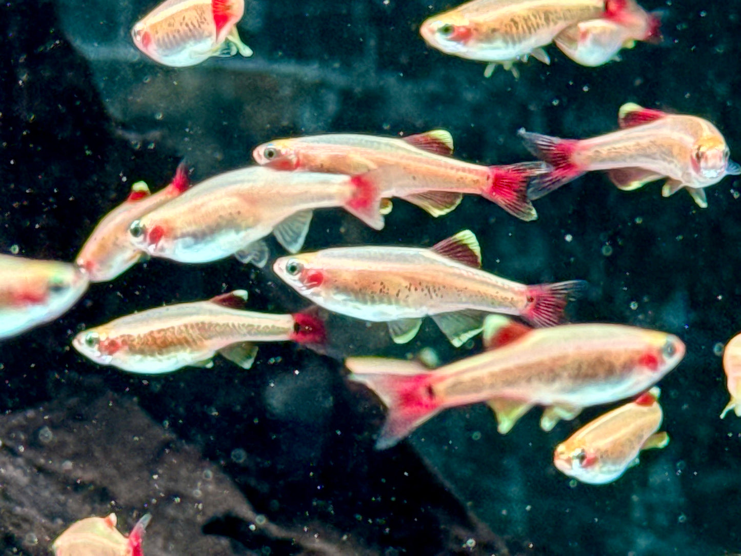 Kardinalfisch Gold Tanichthys albonubes