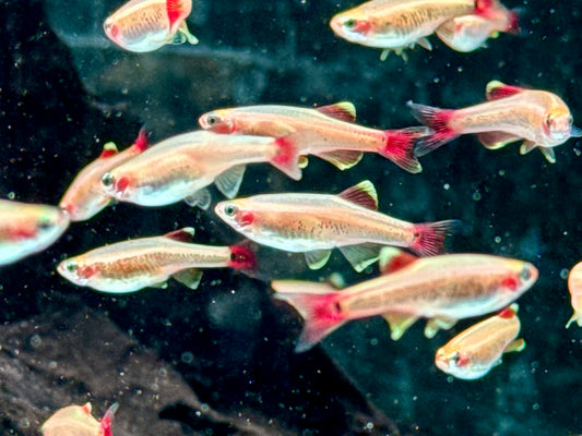 Kardinalfisch Gold Tanichthys albonubes