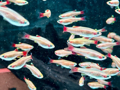 Kardinalfisch Gold Tanichthys albonubes