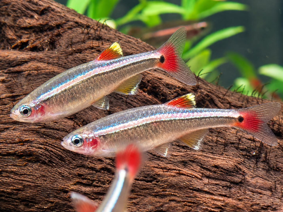 Kardinalfisch Tanichthys albonubes