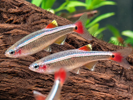 Kardinalfisch Tanichthys albonubes