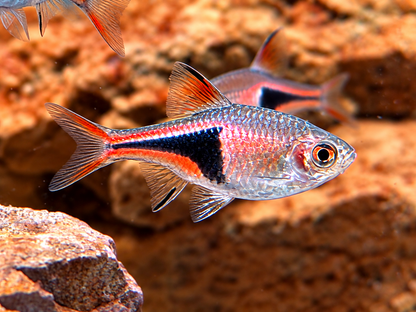 Keilfleckbärbling Trigonostigma heteromorpha