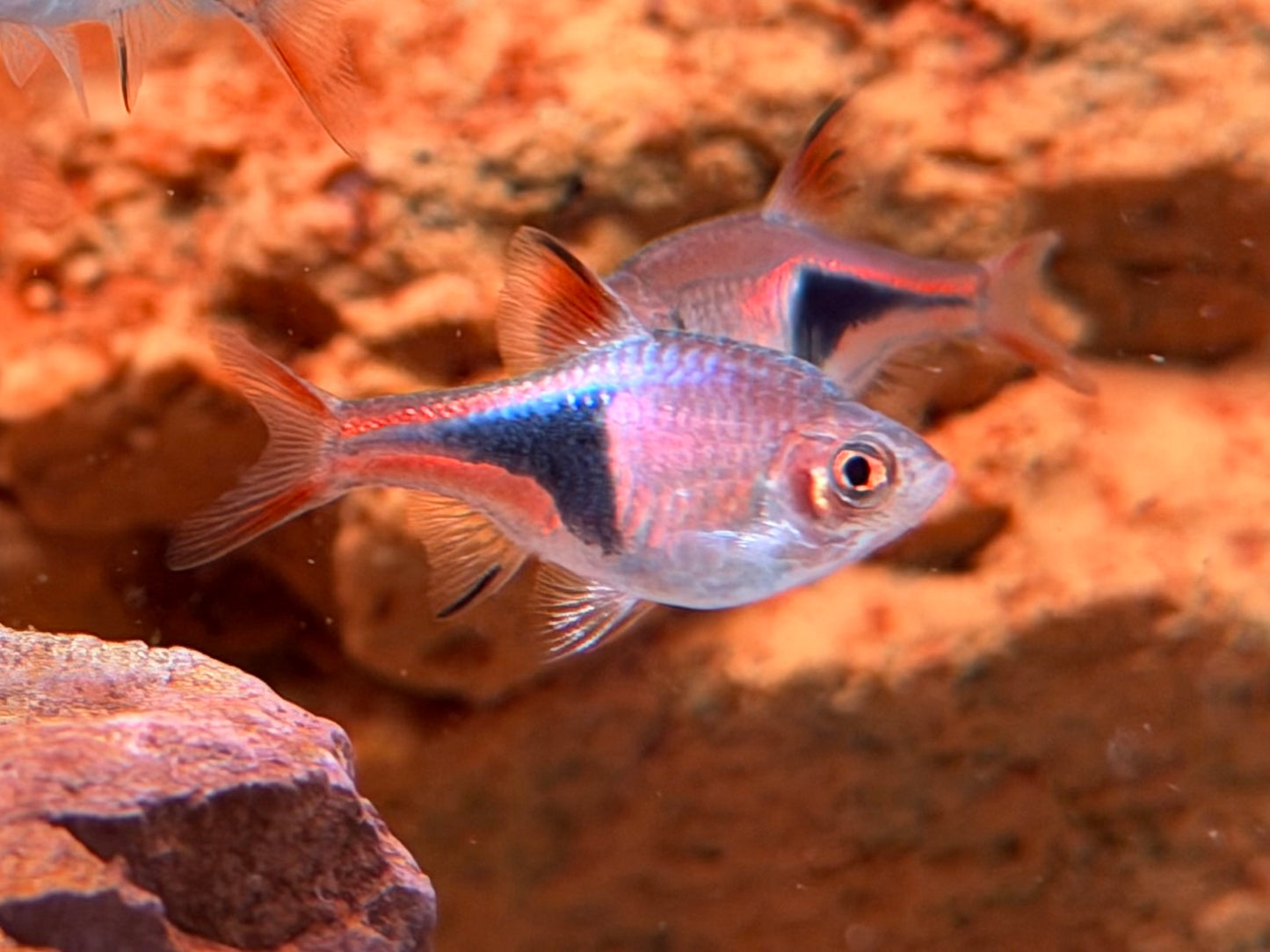 Keilfleckbärbling Trigonostigma heteromorpha