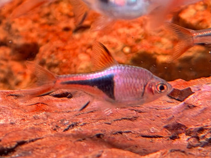 Keilfleckbärbling Trigonostigma heteromorpha