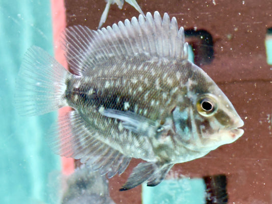 Keilfleckbuntbarsch Uaru amphiacanthoides