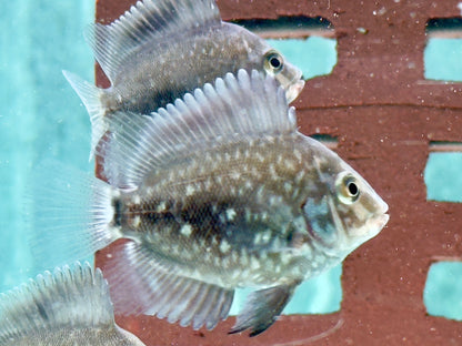 Keilfleckbuntbarsch Uaru amphiacanthoides