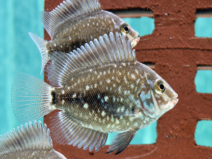 Keilfleckbuntbarsch Uaru amphiacanthoides 4-5 cm