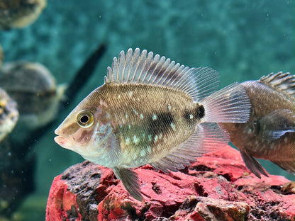 Keilfleckbuntbarsch Uaru amphiacanthoides 4-5 cm