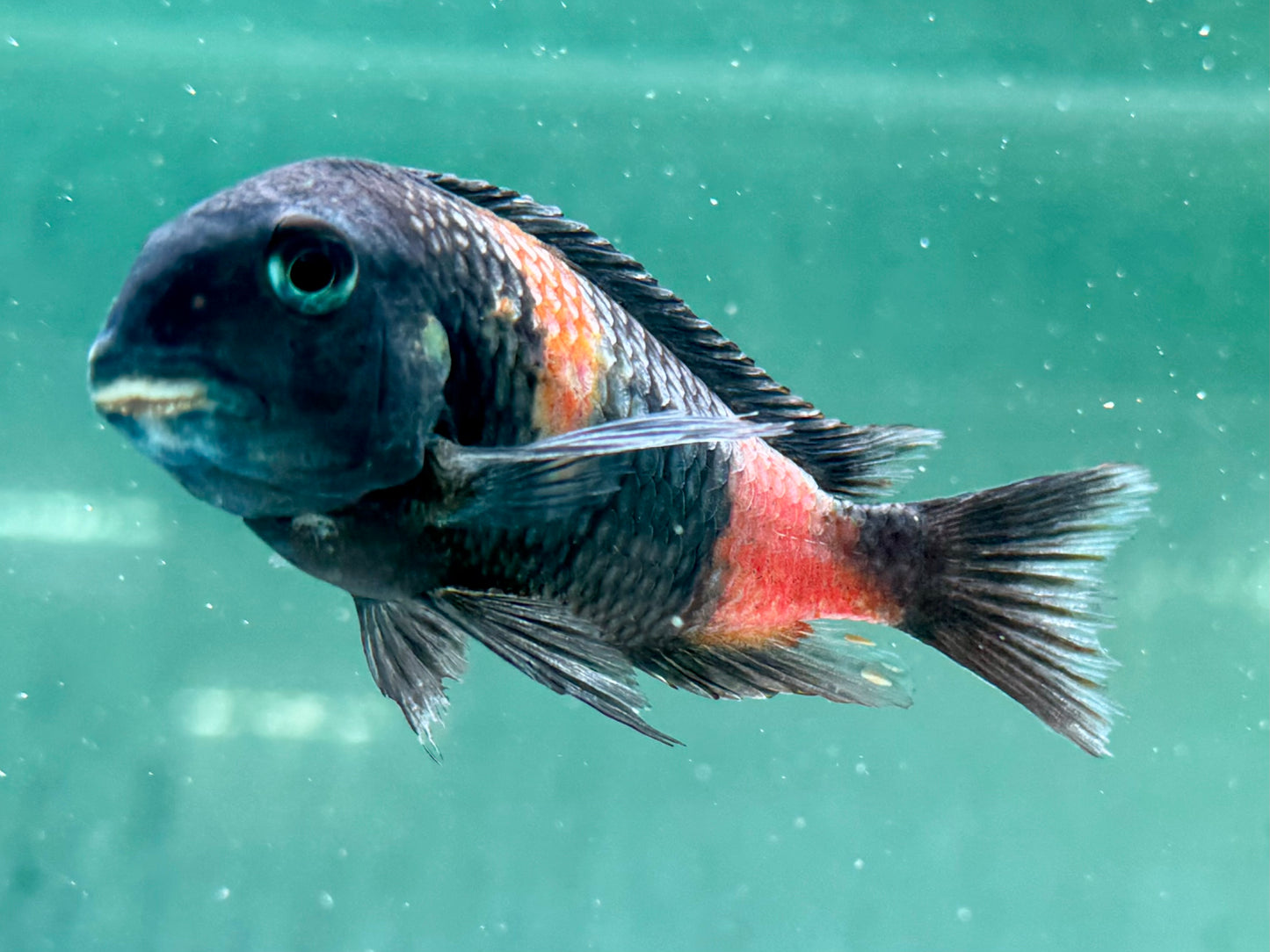 Kirschfleck Moorii Tropheus moorii Bulu Point 7-9 cm