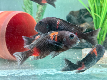 Kirschfleck Moorii Tropheus moorii Bulu Point 7-9 cm