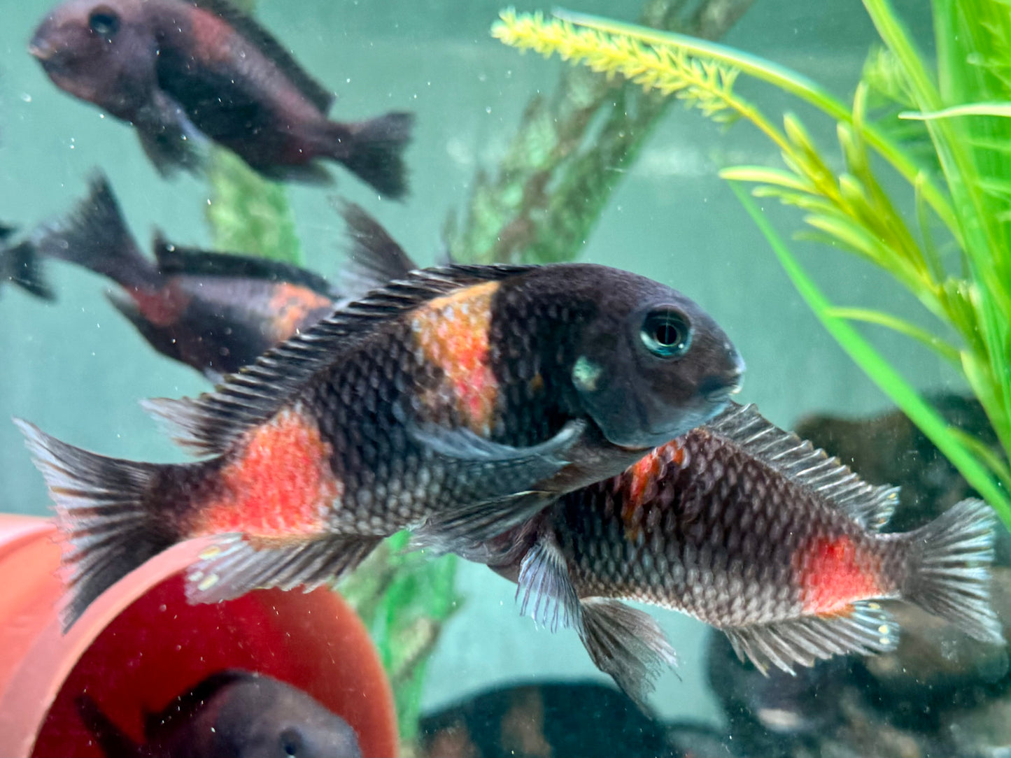 Kirschfleck Moorii Tropheus moorii Bulu Point 7-9 cm