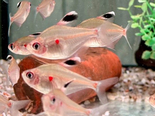 Kirschflecksalmler Hyphessobrycon erythrostigma