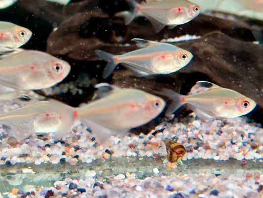 Kirschflecksalmler Hyphessobrycon socolofi