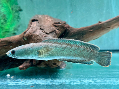 Kleiner Schlangenkopffisch Channa gachua 10-12 cm