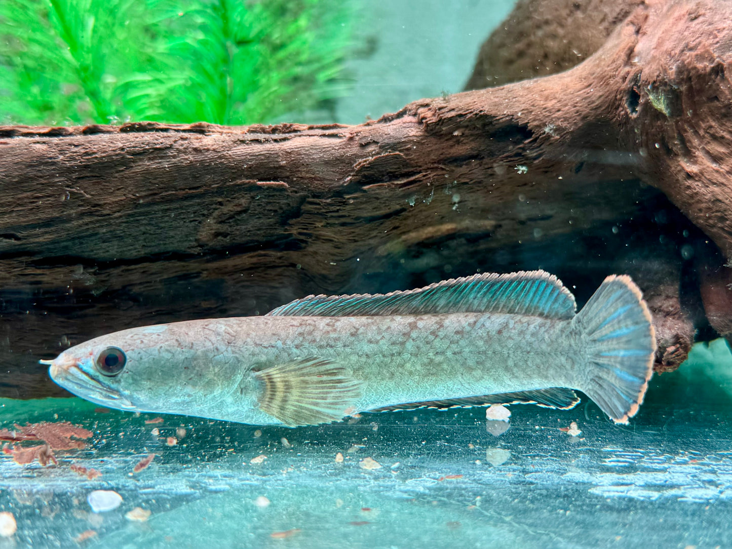 Kleiner Schlangenkopffisch Channa gachua 10-12 cm