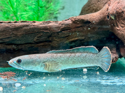 Kleiner Schlangenkopffisch Channa gachua 10-12 cm