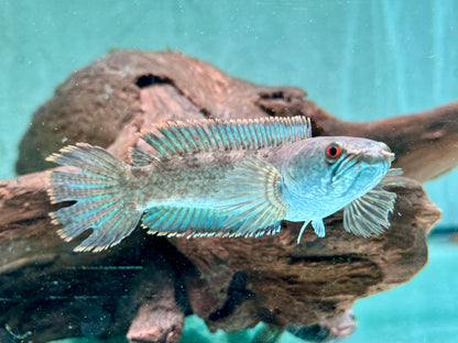 Kleiner Schlangenkopffisch Channa gachua 10-12 cm