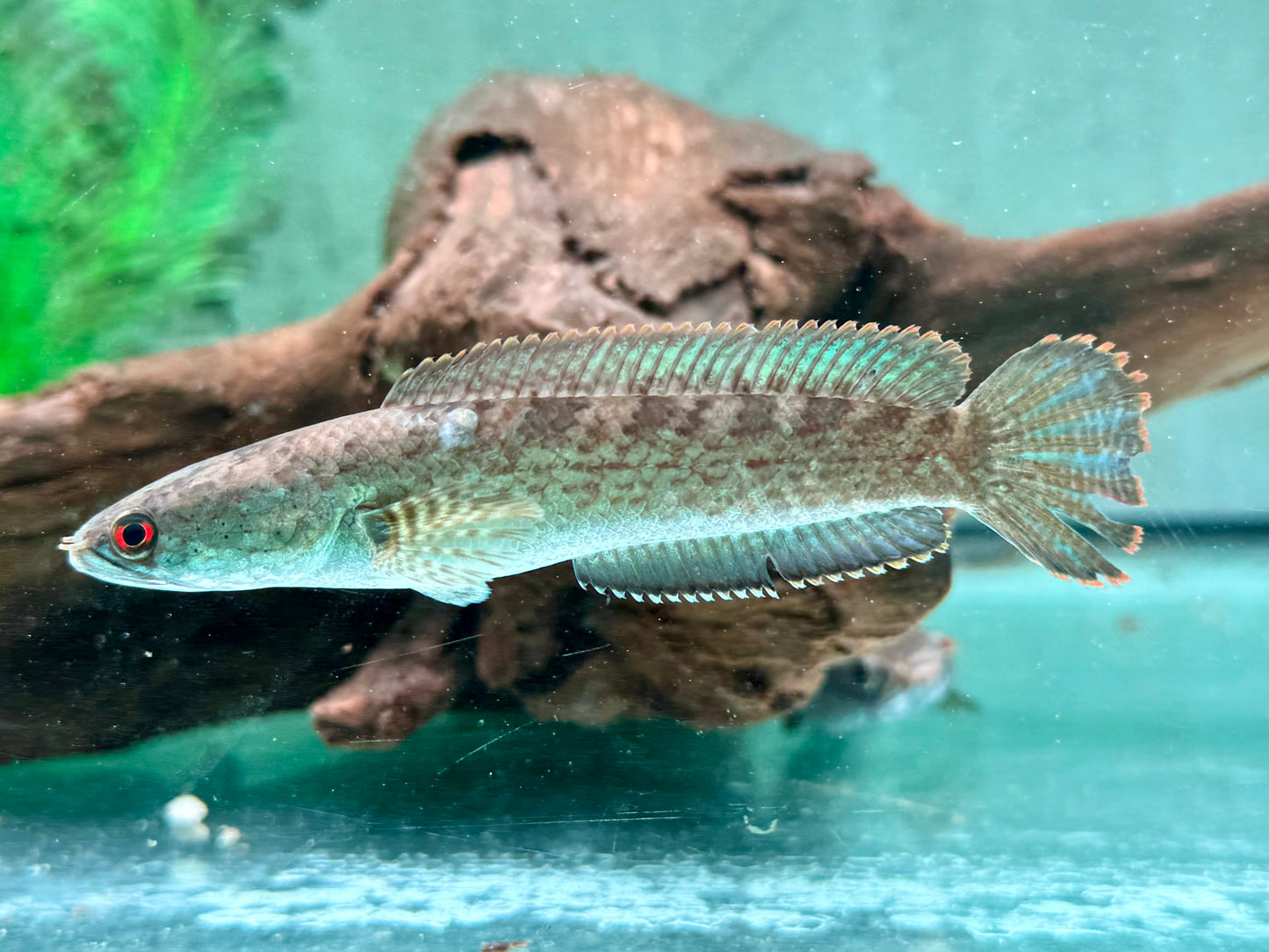 Kleiner Schlangenkopffisch Channa gachua 10-12 cm