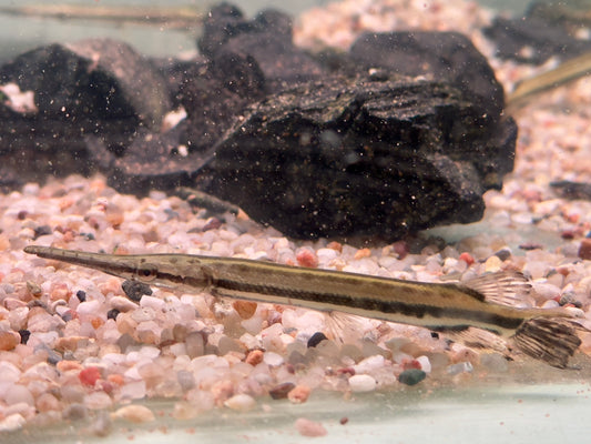 Gefleckter Knochenhecht Kaimanfisch Lepisosteus oculatus