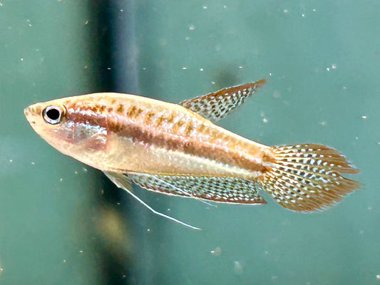 Knurrender Zwerggurami Trichopsis pumilus