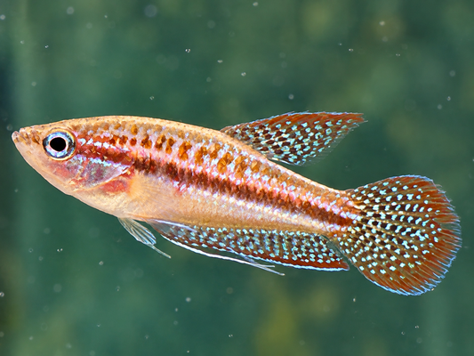 Knurrender Zwerggurami Trichopsis pumilus