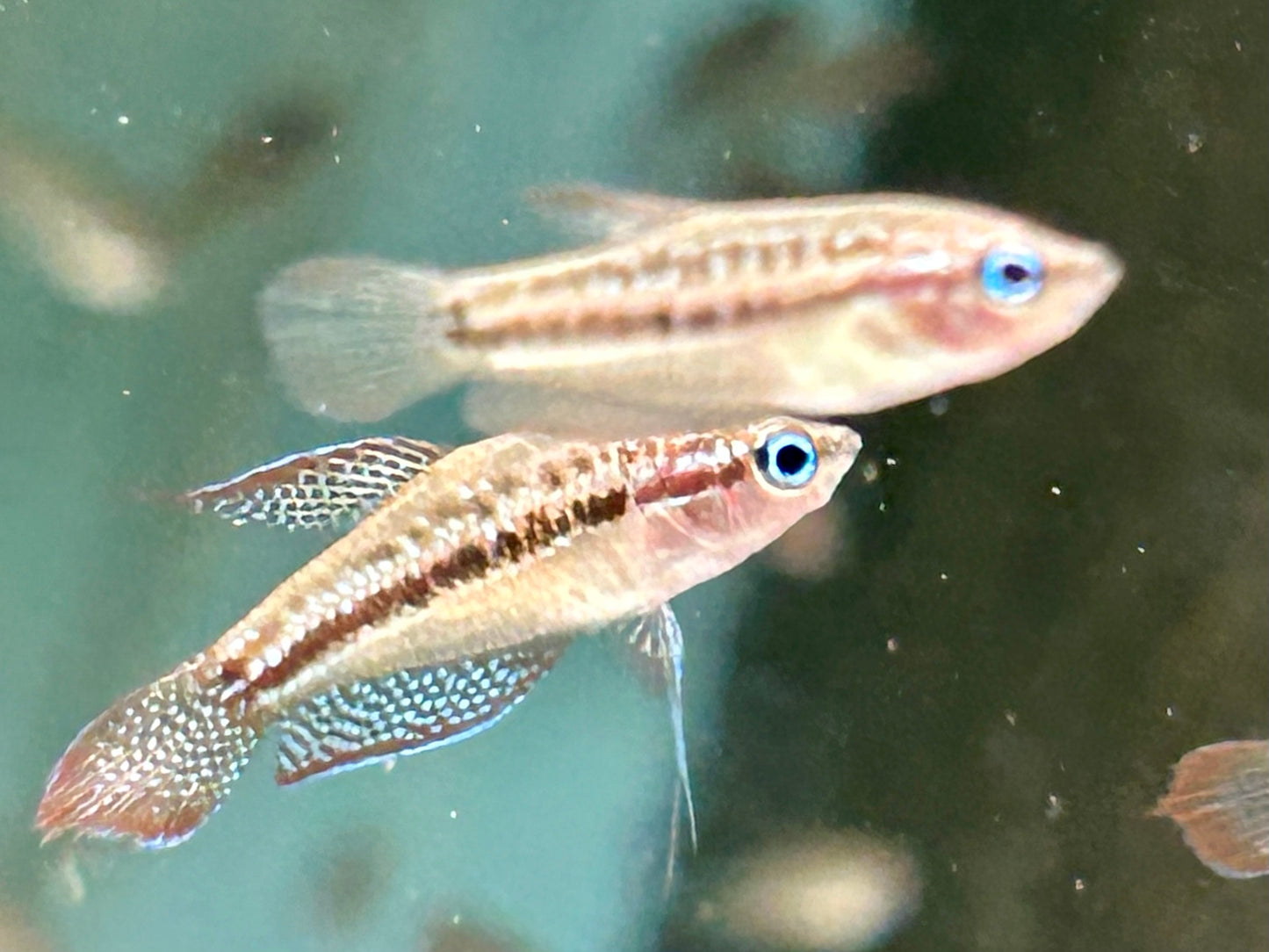 Knurrender Zwerggurami Trichopsis pumilus