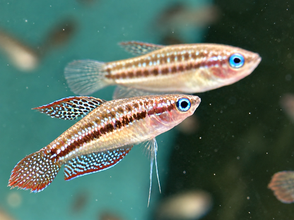 Knurrender Zwerggurami Trichopsis pumilus