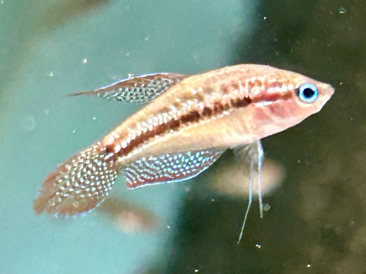 Knurrender Zwerggurami Trichopsis pumilus