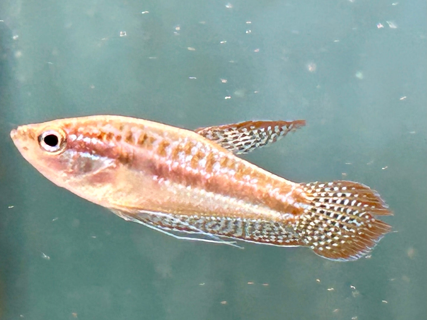 Knurrender Zwerggurami Trichopsis pumilus