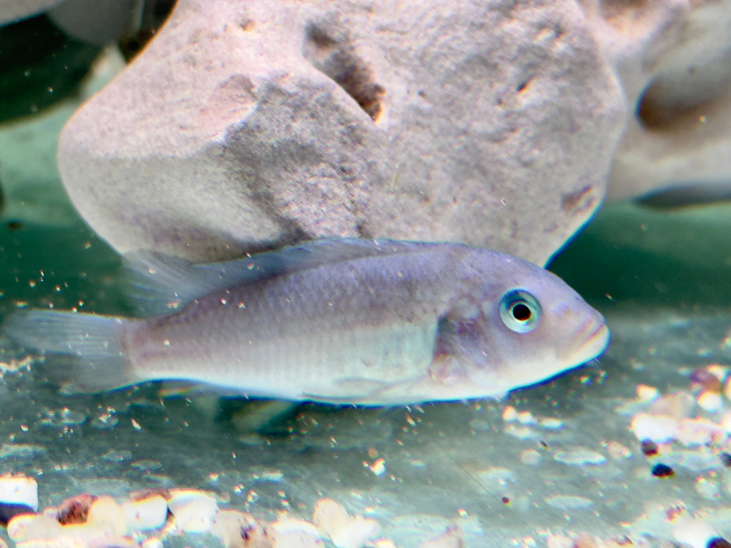 Kobaltblauer Zebrabuntbarsch Pseudotropheus zebra