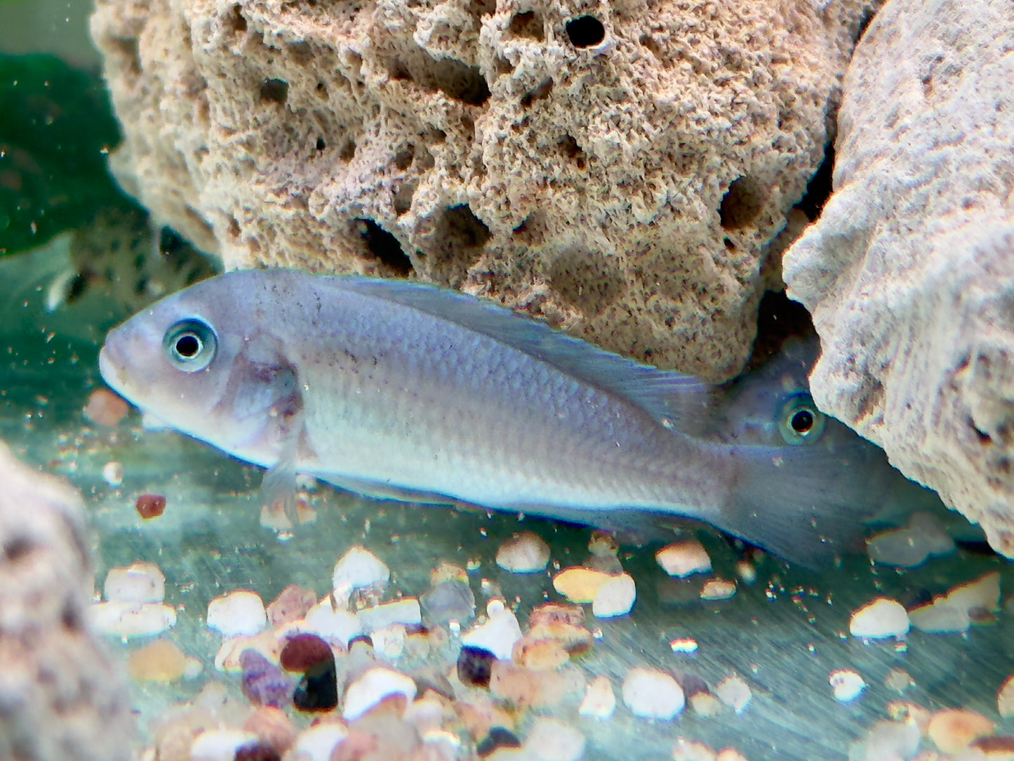Kobaltblauer Zebrabuntbarsch Pseudotropheus zebra