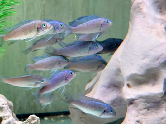 Kobaltblauer Zebrabuntbarsch Pseudotropheus zebra